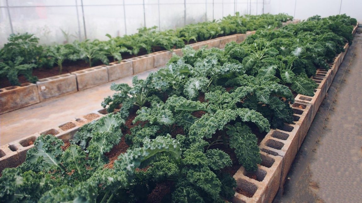 253111810_252167636951789_461708830331635307_n